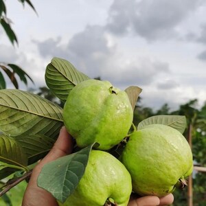 May include: Three green guavas with leaves, held in a hand.