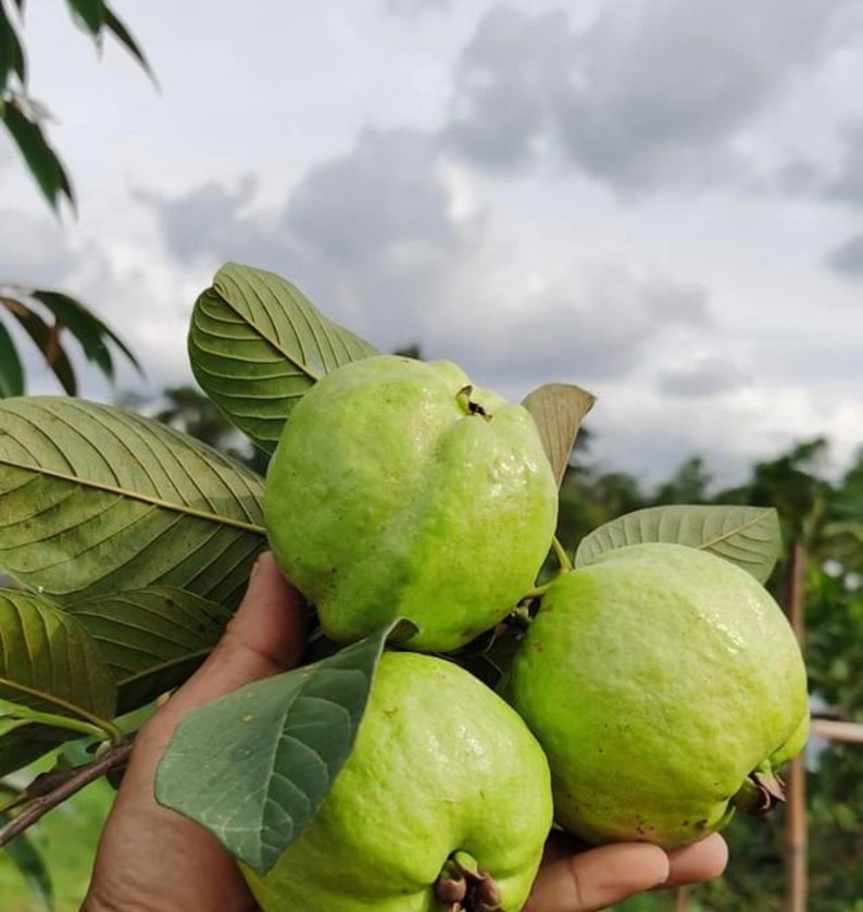 May include: Three green guavas with leaves, held in a hand.