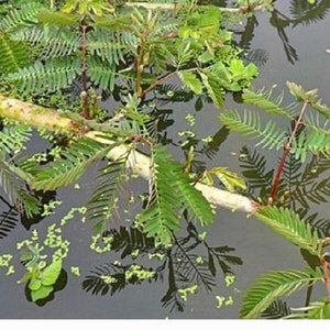 Semillas de mimosa, Neptunia oleracea, semillas sensibles de neptunia, hạt rau dút rất dày