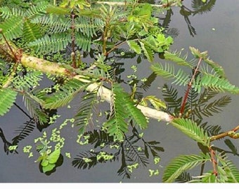 Mimosa seeds, Neptunia oleracea, sensitive neptunia seeds, hạt rau dút rất dày