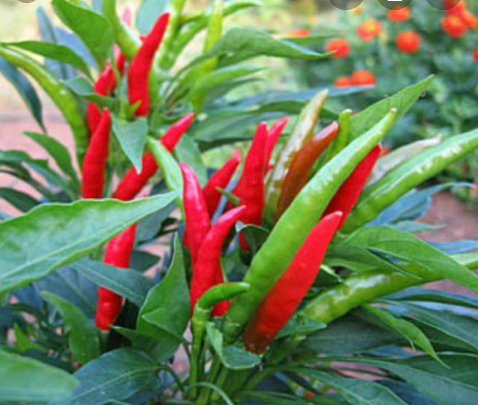 Thai Hot Peppers Seeds Thai Chili Peppers Thai Peppers Etsy
