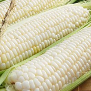 Puede incluir: Tres mazorcas de maíz blanco con hojas, mostrando los granos. Las mazorcas están dispuestas en fila, con la mazorca superior superponiéndose ligeramente a la mazorca del medio, y la mazorca del medio superponiéndose ligeramente a la mazorca inferior.