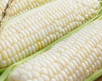 Sweet White waxy corn , White glutinous corn , White sweet corn