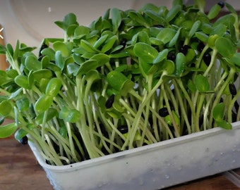 Sunflower sprouts seeds, Sunflower seeds, sunflower microgreen sprouts seeds