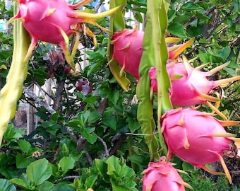 May include: A close-up of a dragon fruit plant with several pink dragon fruits growing on it. The fruits are hanging from the vine and have green leaves and spines.