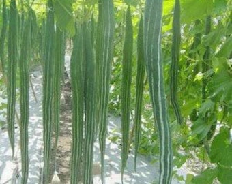 20 Snake Gourd Seeds, Thai long snake gourd,