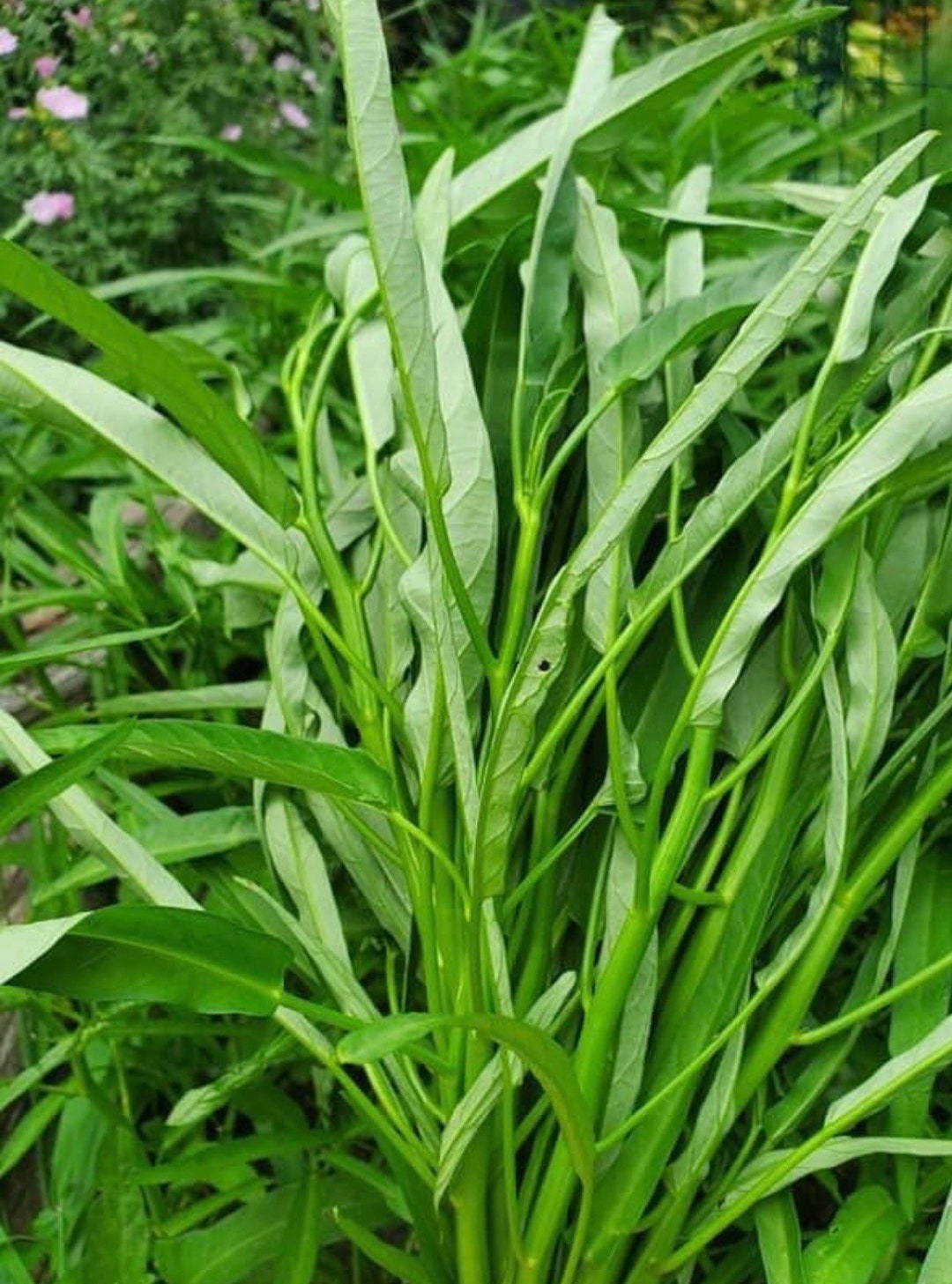 Semillas de espinacas de agua tailandesas: KangKong, Ong Choy - Etsy México, image size:1080x1457