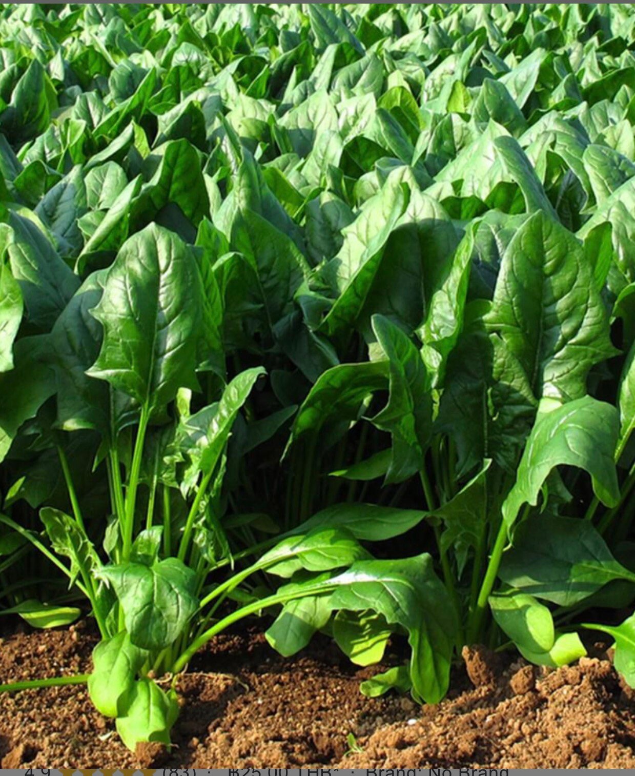 300 semillas de espinaca china: espinaca comestible oriental - Etsy México, image size:1239x1513