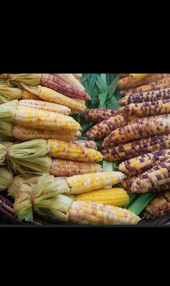 とうろもこし！ もちもち新食感のトウモロコシ新品種 大和農園｜ニュース｜青果物
