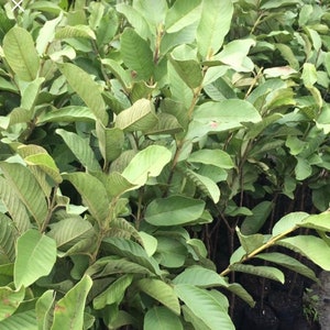 May include: A close-up of a group of guava saplings with green leaves. The saplings are growing in black plastic pots and are ready to be planted.