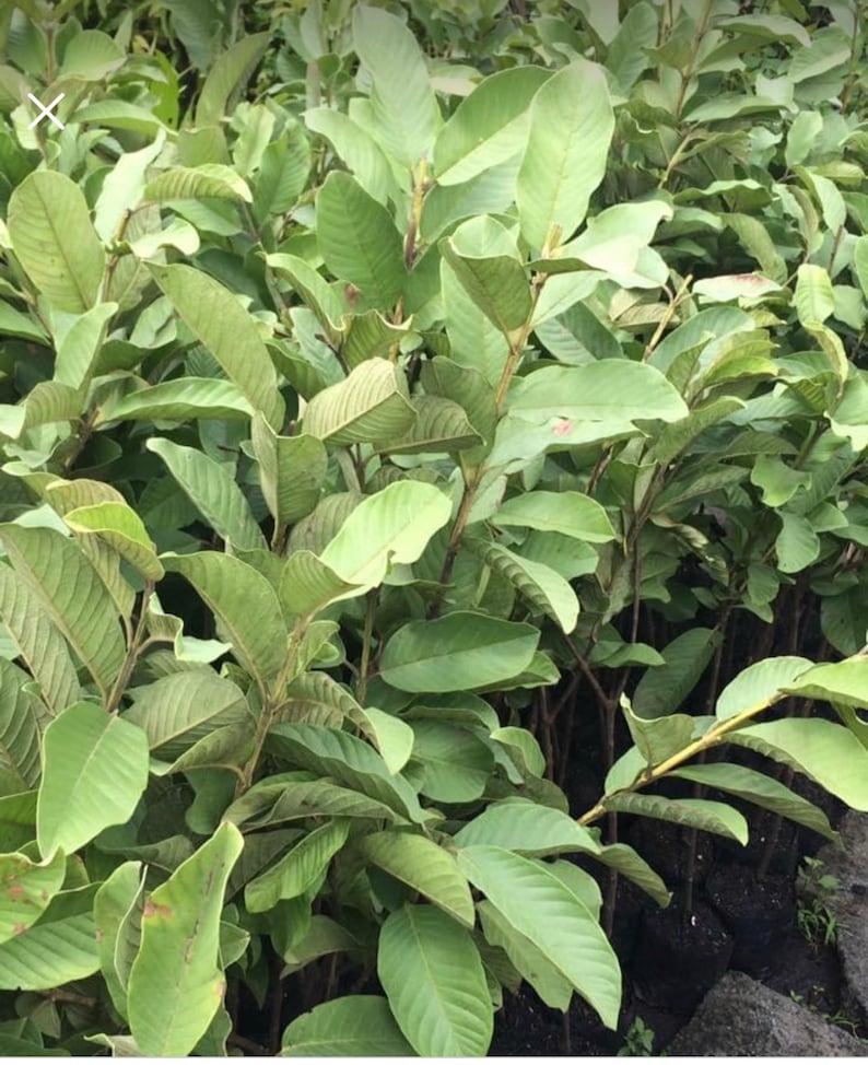 May include: A close-up of a group of guava saplings with green leaves. The saplings are growing in black plastic pots and are ready to be planted.