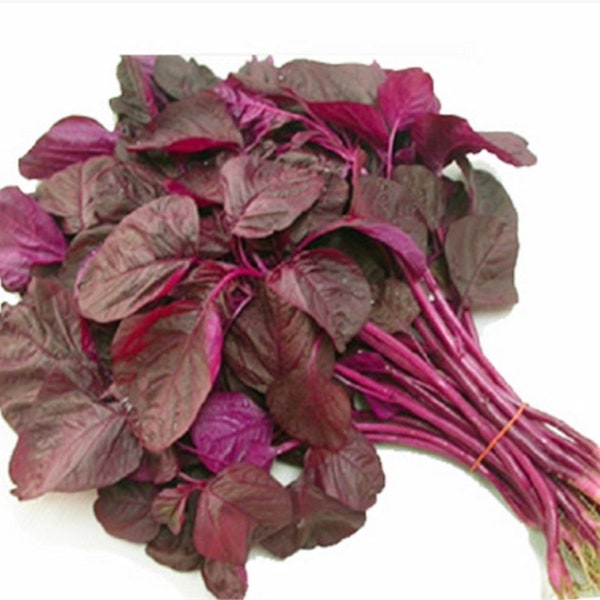 500 Red Amaranth seeds , Red Spinach seeds, Asian spinach,