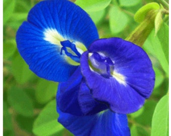 Butterfly Pea Flower Seeds: Asian Pigeonwings, Bluebellvine