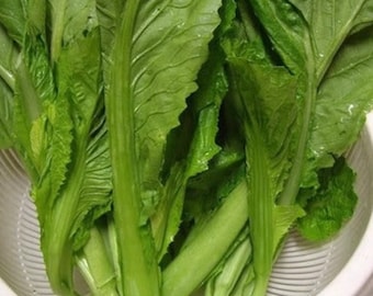 3000 semillas de mostaza verde china: Gai Choi de hoja grande