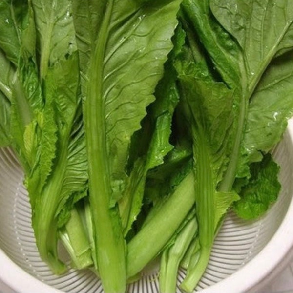 1000 Graines de moutarde verte chinoise, Cai be xanh lon Grande feuille de bambou GAI CHOI Moutarde Graines vertes 大葉竹芥菜;