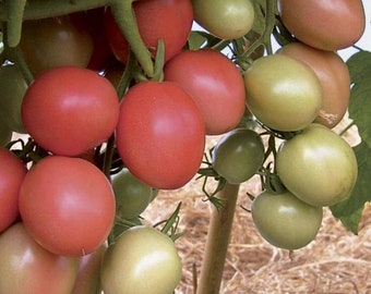 80 semillas de tomate huevo tailandés rosado: variedad pequeña y tradicional