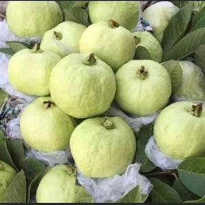 May include: A close-up of a group of green guavas, some with a slight yellow tint, arranged on a bed of green leaves. The guavas are smooth and round, with a slightly bumpy texture.