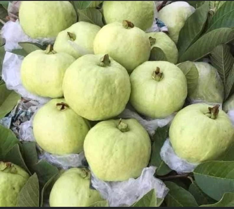 May include: A close-up of a group of green guavas, some with a slight yellow tint, arranged on a bed of green leaves. The guavas are smooth and round, with a slightly bumpy texture.