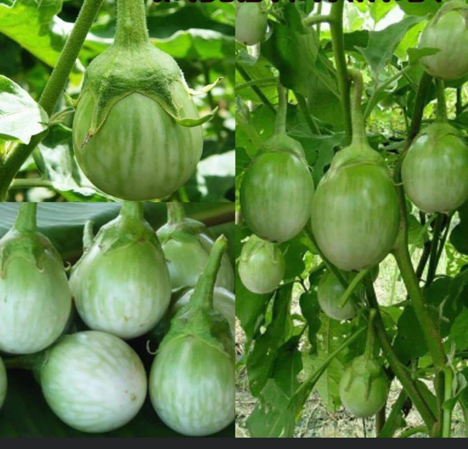 60 Thai eggplant seeds Eggplant Chao Phaya Round eggplant Etsy