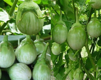 60 Thai eggplant seeds, Eggplant Chao Phaya, Round eggplant