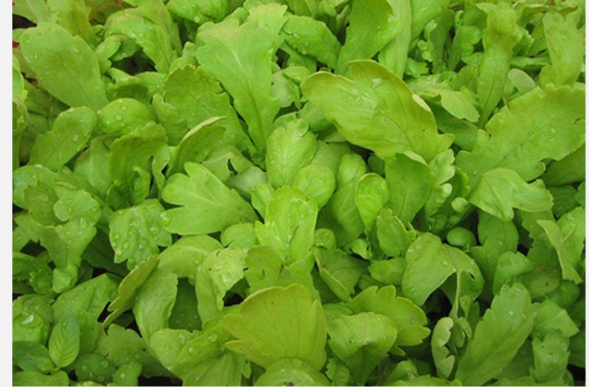 200+TongHo Choy Seeds Shungiku Ssukgat Tan O Edible Chrysanthemus(Serrated leaf