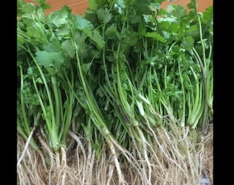 1000 Thai Cilantro Seeds: Coriander, Chinese Parsley, Vegetable Garden
