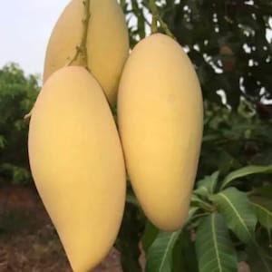 2 Thai Sweet Mango seeds, Nam Dok mai ,  Sweet mango , Mango seed