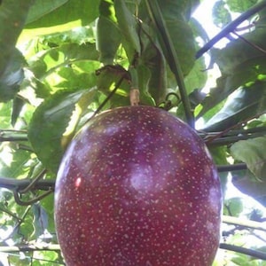 May include: A large, ripe passion fruit hanging from a vine. The fruit is a deep purple color with a speckled texture. It is surrounded by green leaves.