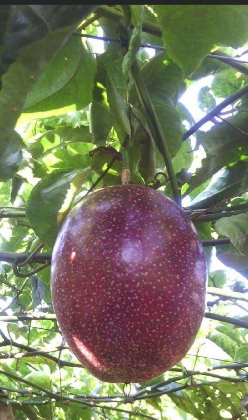 May include: A large, ripe passion fruit hanging from a vine. The fruit is a deep purple color with a speckled texture. It is surrounded by green leaves.