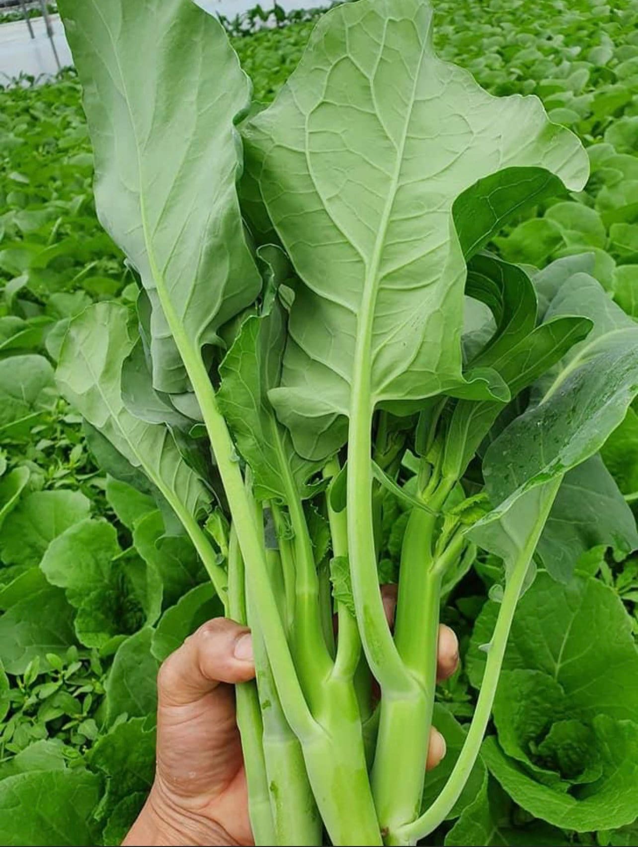 500 Thai Chinese broccoli seeds, Thai broccoli seeds, Thai kale seeds