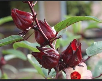 Rosella Flower seeds, Hibiscus sabdariffa, Tropical flower seeds, French Sorrel seeds, Thai Red Roselle, jamaica seeds