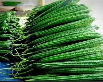 Angled Loofah Seeds: Heirloom Ridge Gourd-groentezaden