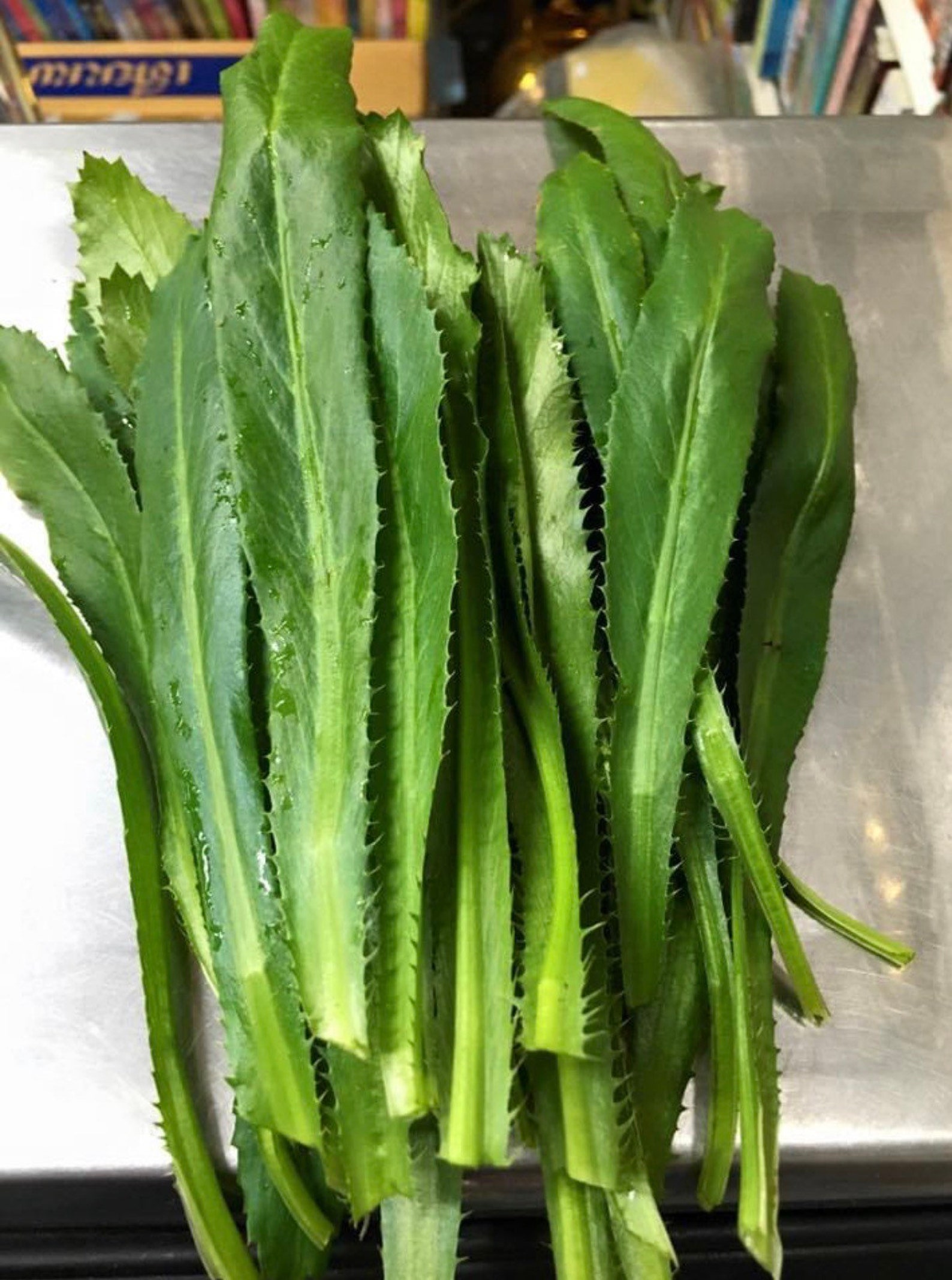 Culantro Seeds Chadon Beni Culantro Sawtooth Caribbean Etsy Canada