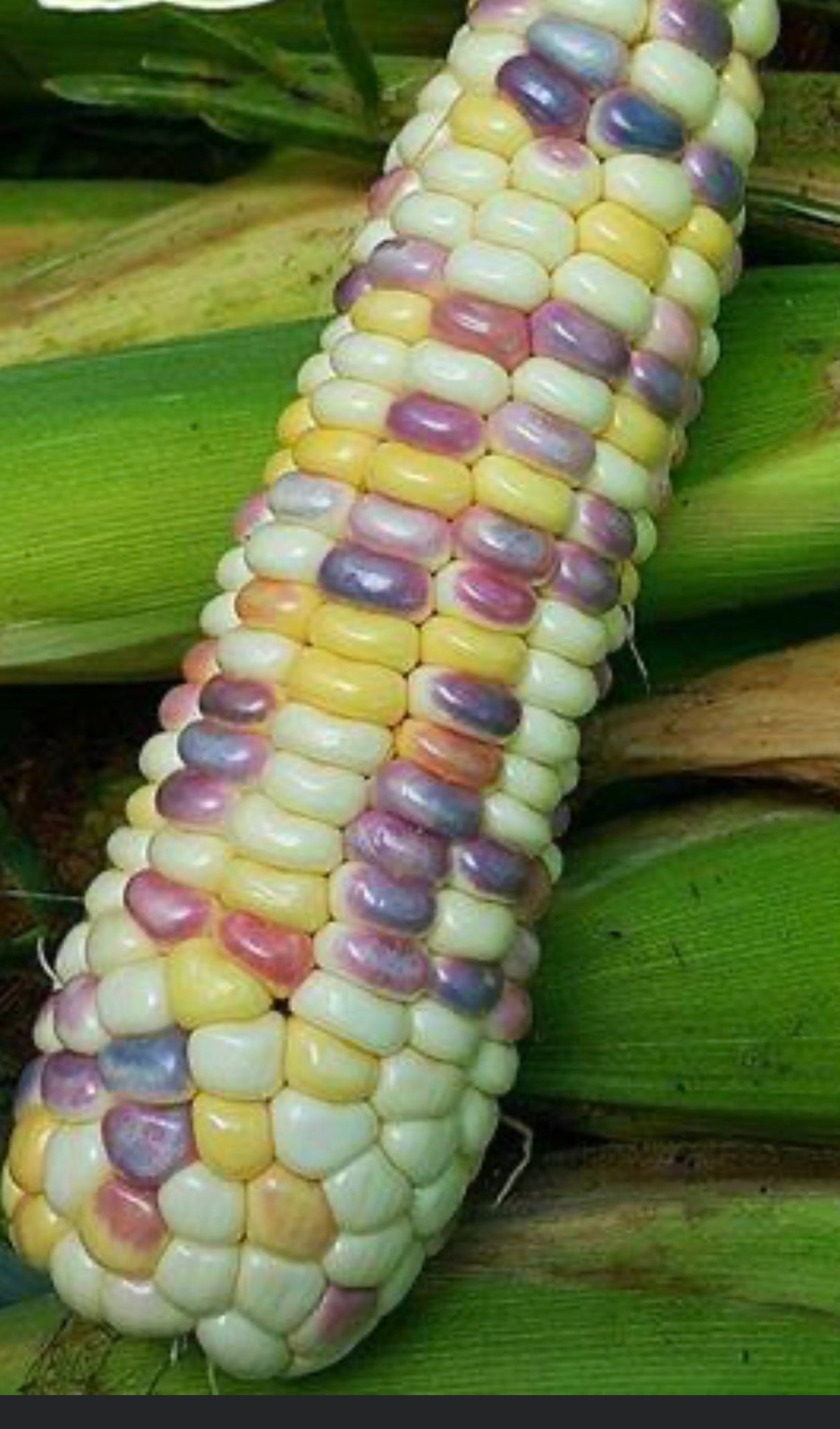 50 Sweet Waxy corn multiple colors waxy corn seed yellow Etsy