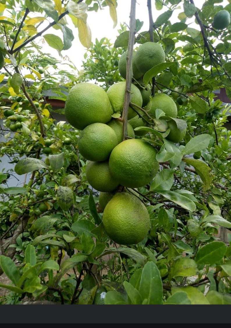 May include: A cluster of green limes hanging from a tree branch. The limes are round and have a smooth, shiny surface. The tree is in a garden setting.