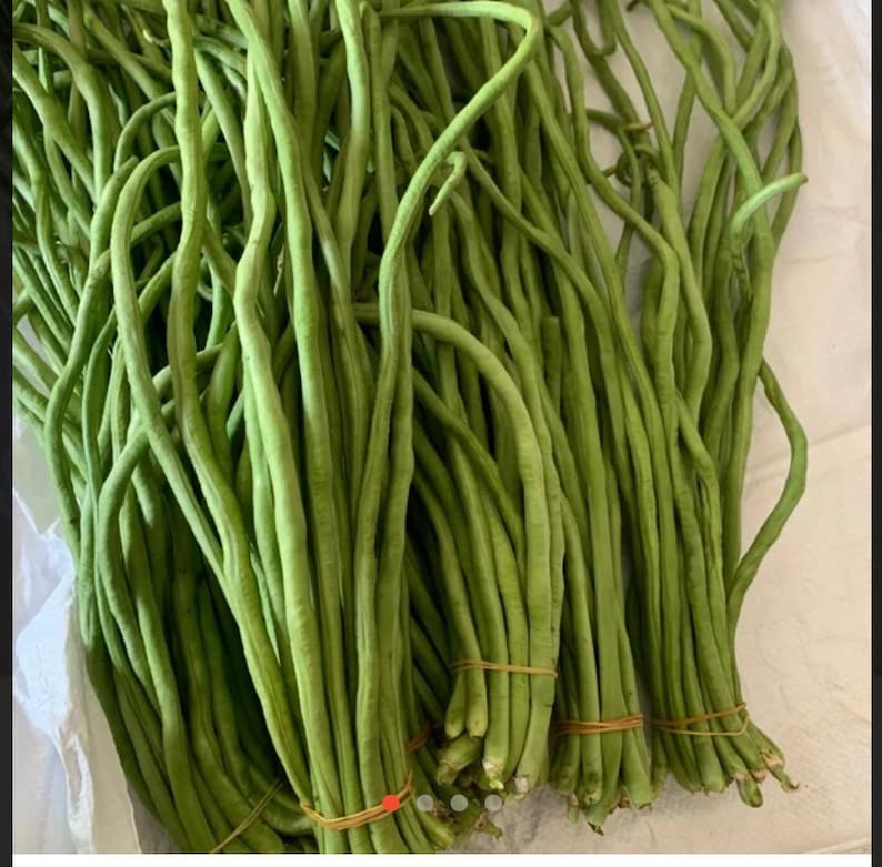 Yard Long Bean Seeds Long Bean Seeds Asparagus Bean Seeds Etsy
