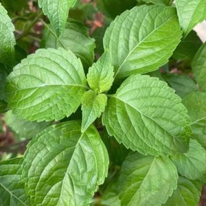 Ocimum gratissimum Seeds: Tree Basil, Clove Basil