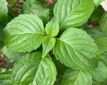 Ocimum gratissimum L seeds . Tree basil, Clove basil, Shrubby basil, African basil, Wild basil, Kawawya, Caraway friut, Caraway seed, Kumm