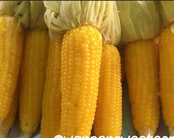 50 semillas de maíz ceroso: maíz amarillo glutinoso