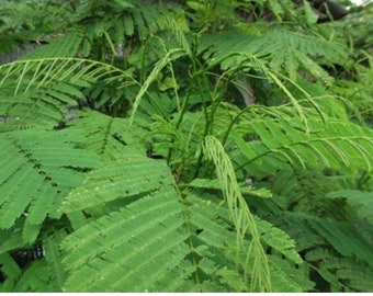 ChaOm Seeds: Acacia Pennata Climbing Wattle seeds, Climbing Wattle cha-om seed, Asian Vegetable seeds