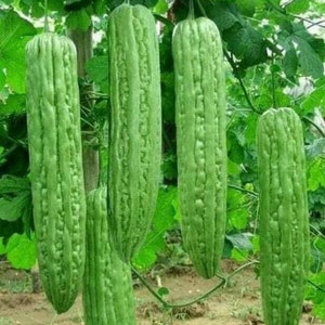 Puede incluir: Cuatro calabacines amargos verdes colgando de una vid. Los calabacines son largos y delgados con una textura abultada y estriada.