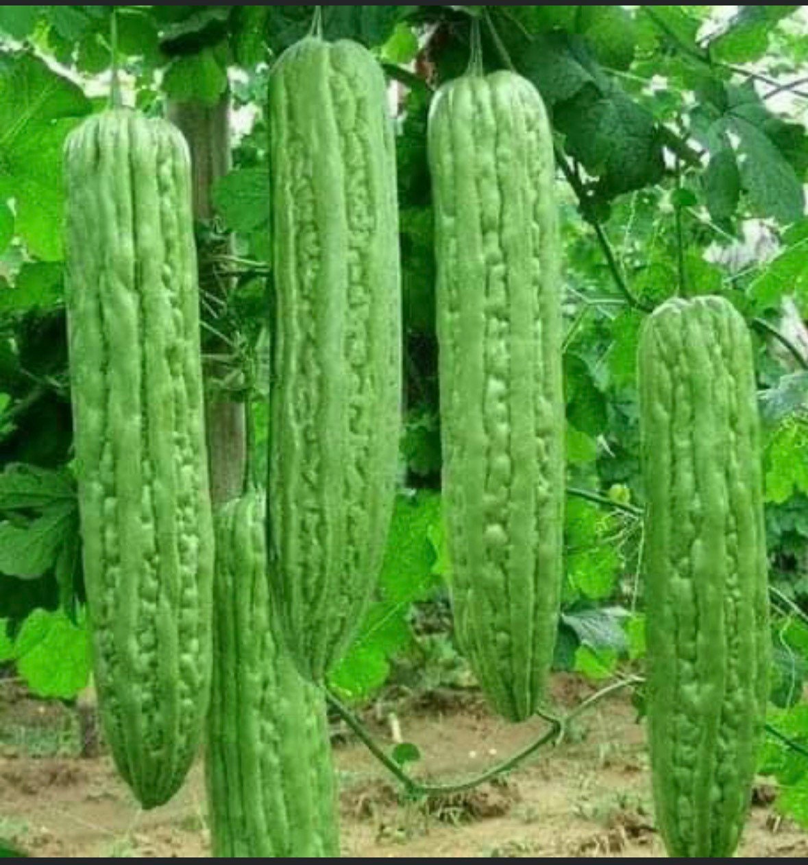 karela wives japan tather