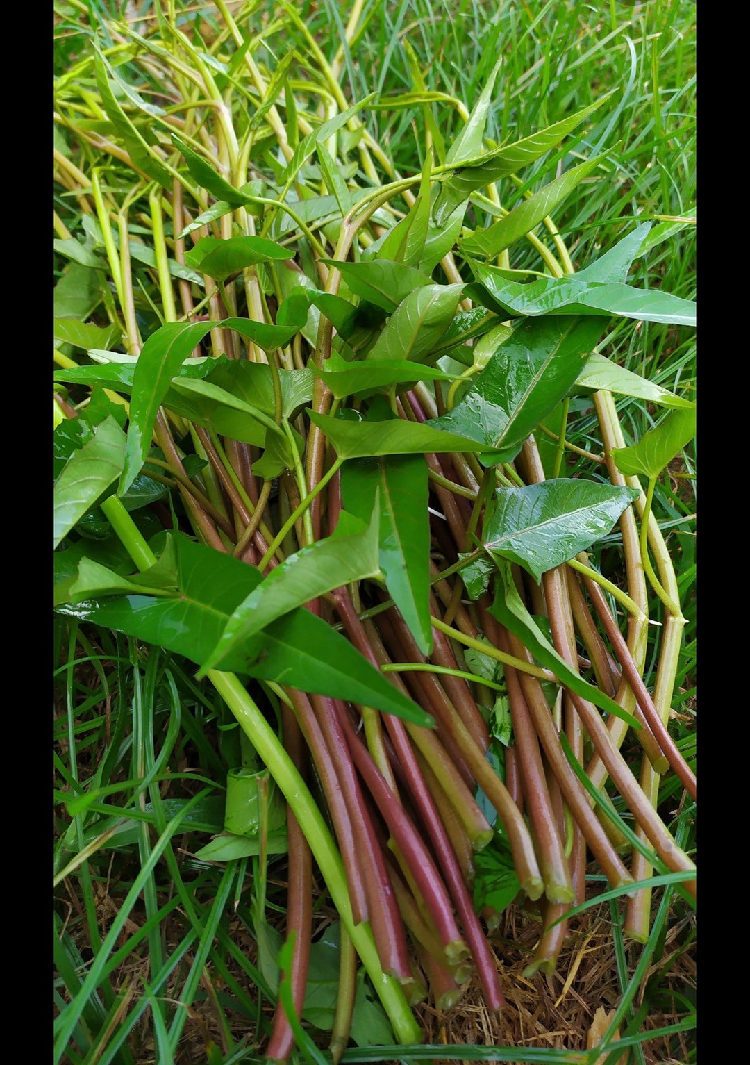 300 semillas de campanilla roja tailandesa: espinaca de agua - Etsy México, image size:1080x1533