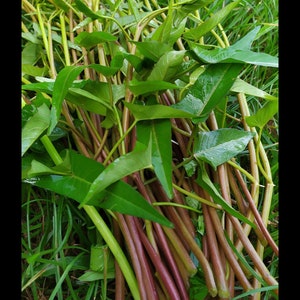 May include: A bunch of fresh green water spinach with long, red stems. The stems are bundled together and the leaves are spread out.
