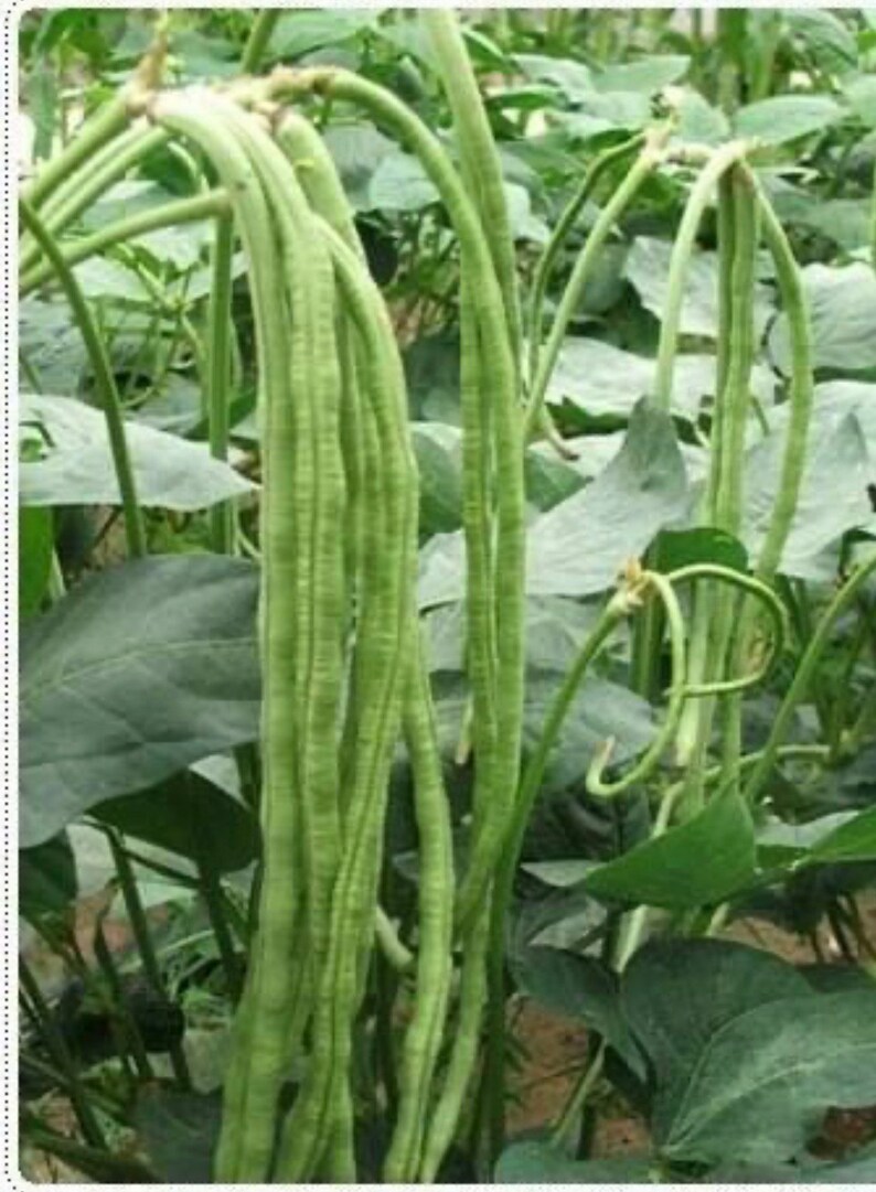 Yard Long Bean Seeds Long Bean Seeds Asparagus Bean Seeds Etsy