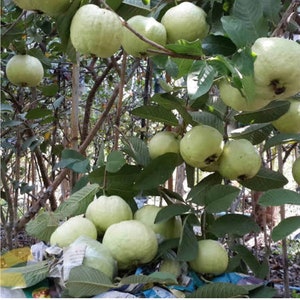 Thai white Guava seeds, Sweet Guava, Thai Guava