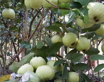 Thai White Guava Seeds: Sweet Tropical Fruit