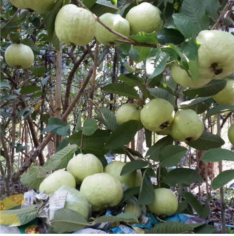 May include: A close-up of a guava tree branch laden with ripe green guavas. The guavas are clustered together, some hanging from the branches, while others are resting on the ground.