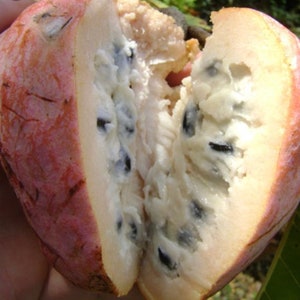 10 Wild sweetsop seeds, Annona reticulata , custard apple, image 2