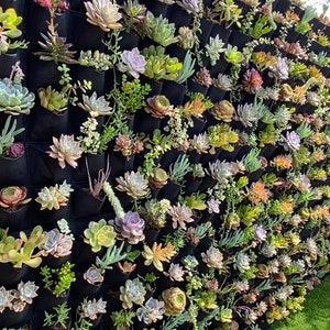 Succulent Wall Planter with Pockets made out of felt fabric